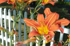 Orange Lillies