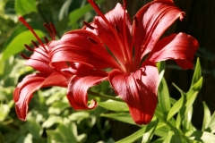 Red Lilly by cottages